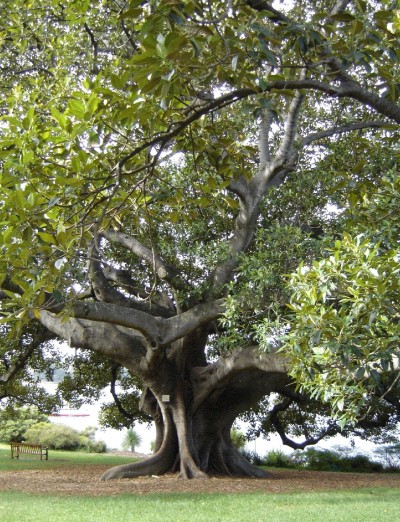 Un arbre du Jardin botanique royal de Sydney
